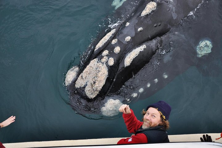 Embedded whale watching June to December
(Optional)
Photo: Courtesy of Bottazzi