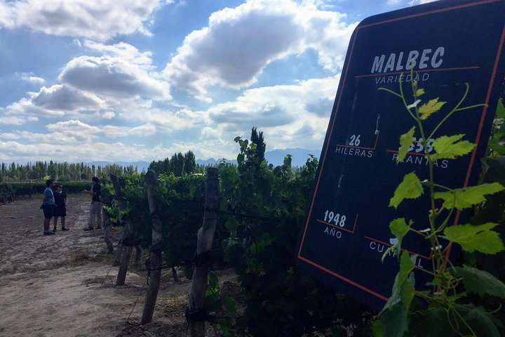 Bodega en Luján de Cuyo, tierra del malbec. 