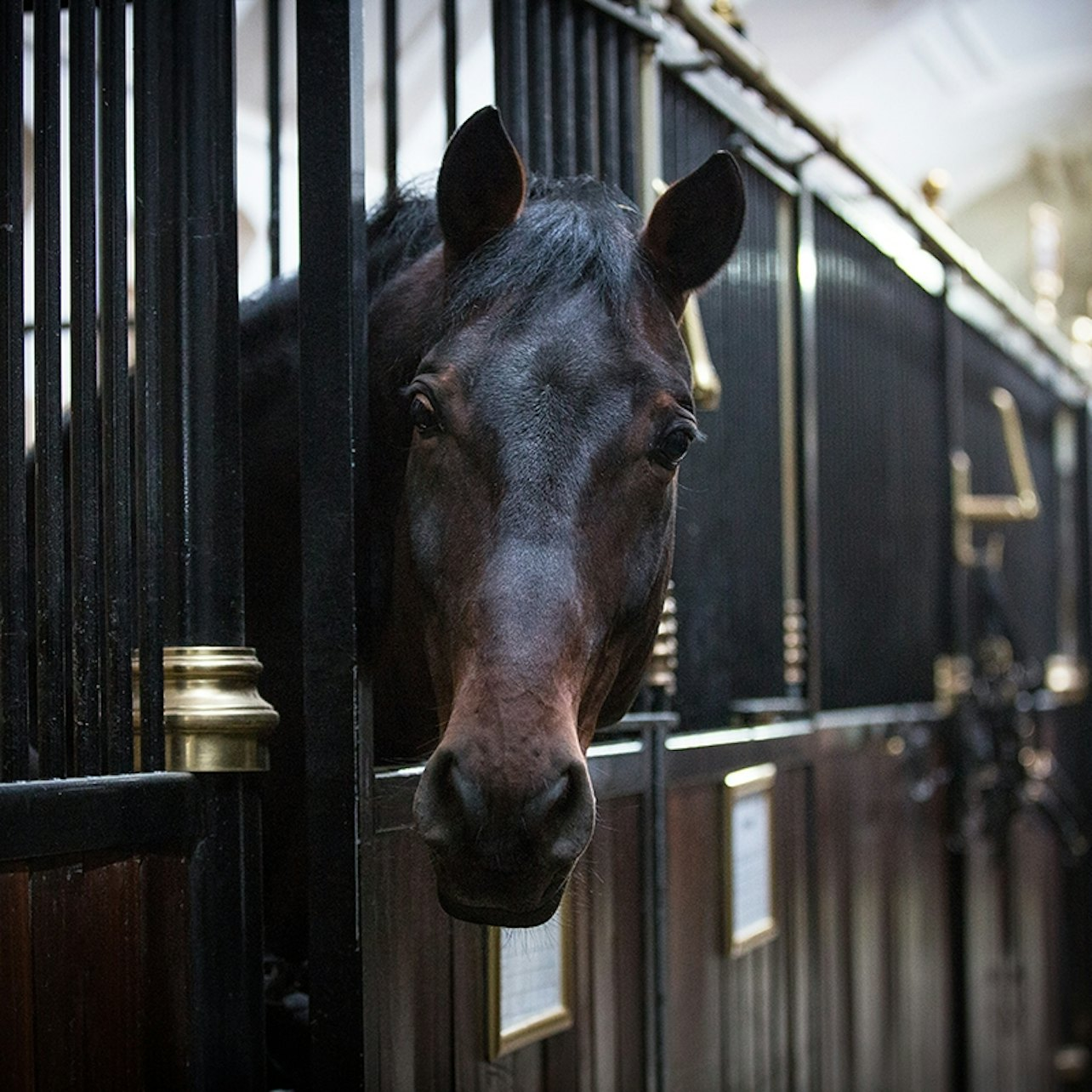 Guided Tour at the Spanish Riding School - Photo 1 of 5