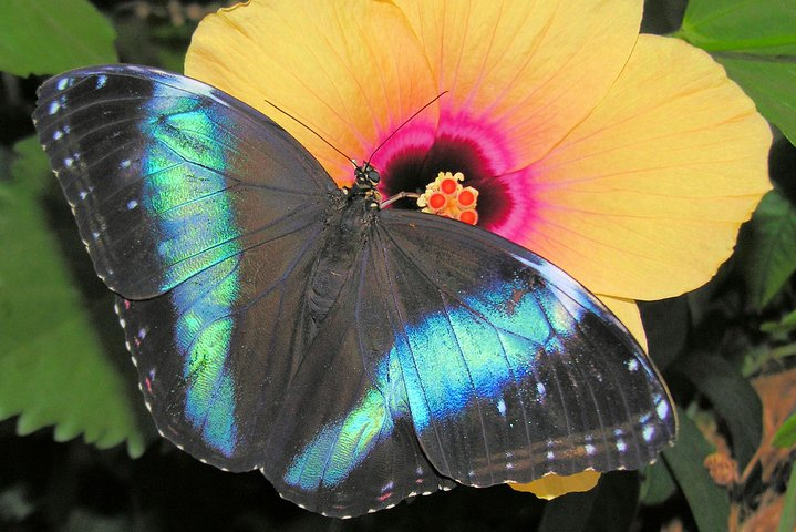 Schmetterlinghaus - Imperial Butterfly House Vienna Admission Ticket  - Photo 1 of 25