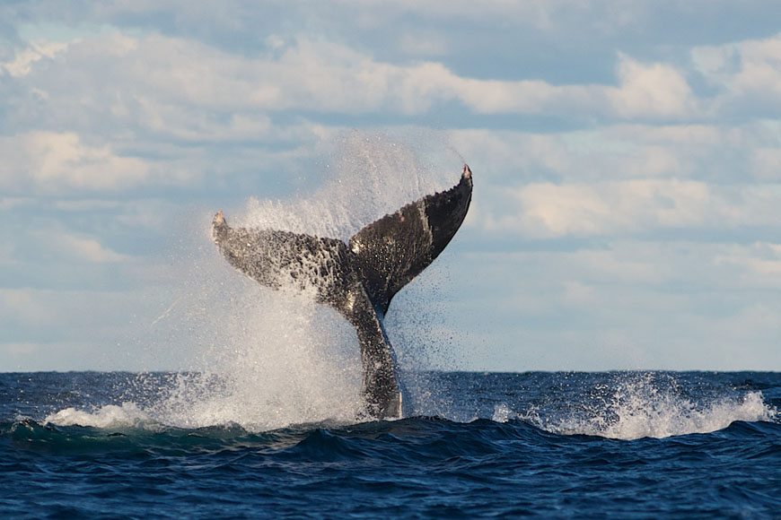  Taronga Zoo & Whale Watching Cruise Sydney - Photo 1 of 3