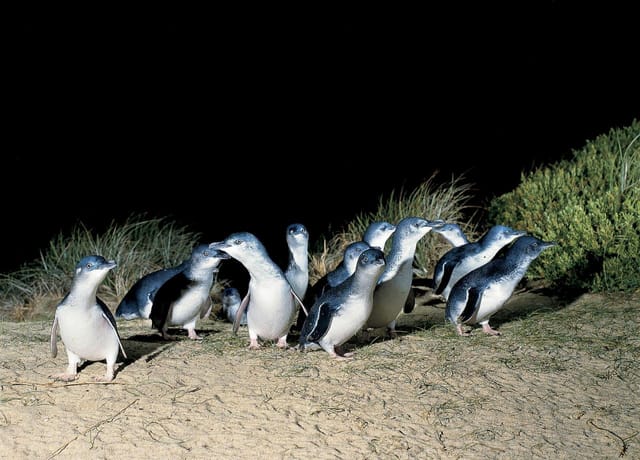 1 Day Phillip Island Tour - Photo 1 of 5