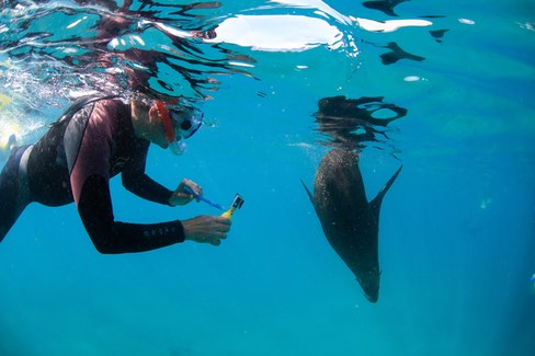 2 hour Snorkel with the Seals  - Photo 1 of 11