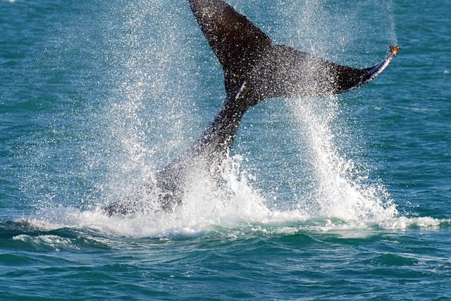 Whale Watching Cruise and Hillarys Boat Harbour