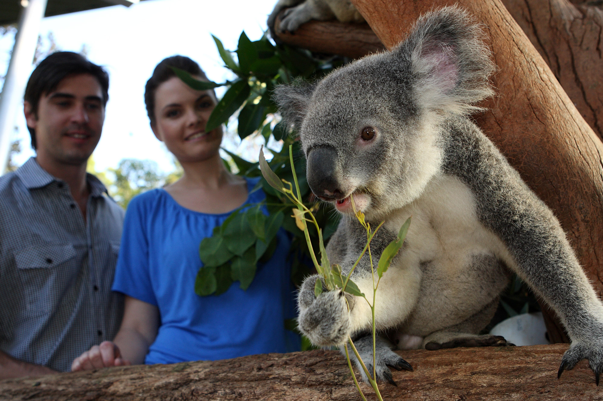 Taronga Zoo Entry with Return Ferry or Harbour Hopper Pass - Photo 1 of 10