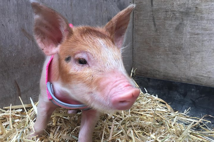 Piggies are sooo cute!