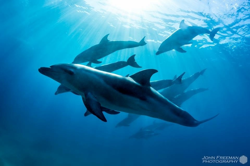 3 hour Dolphin and Seal Swim  - Photo 1 of 5