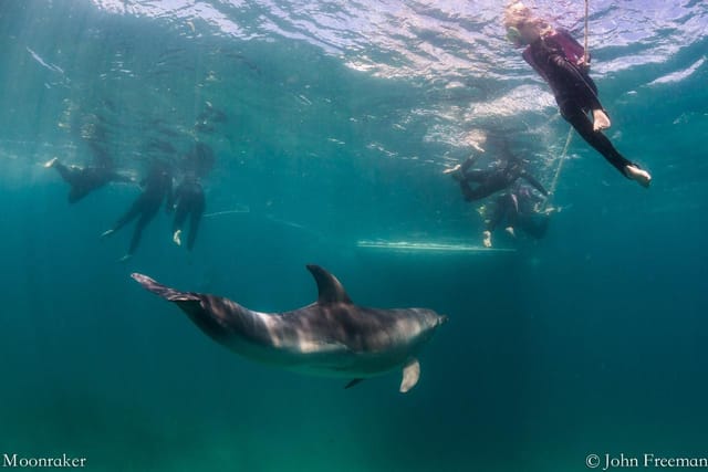 3 hour Dolphin Swim Private experience. - Photo 1 of 6