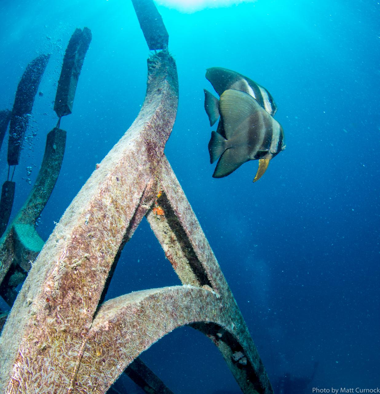 Adrenalin - Great Barrier Reef and MOUA Day Trip - Snorkeling (Departs Townsville and Magnetic Island) - Photo 1 of 5