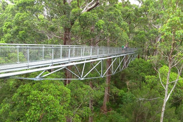  Tree Top Walk