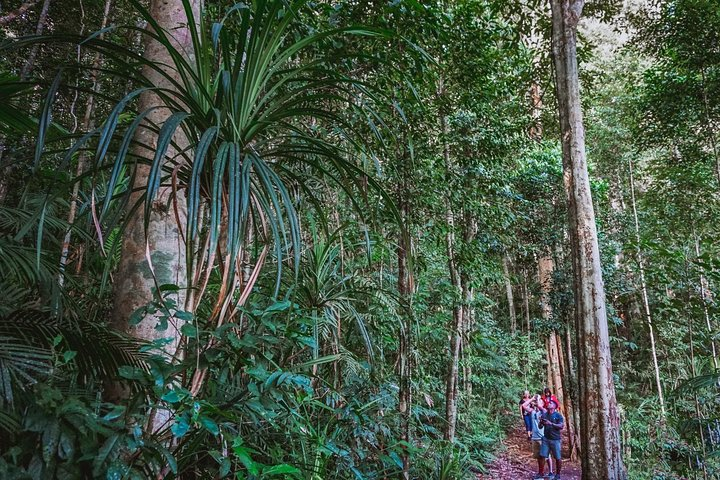 Daytime in the Rainforest