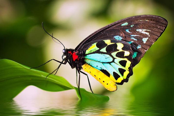 Cairns Birdwing Butterfly