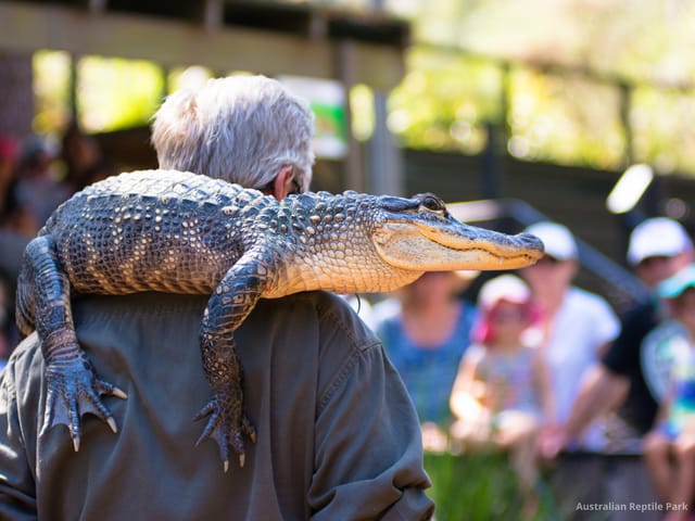 australian-reptile-park_1