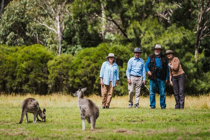 Best of Wildlife and Birds Tour - Canberra - Photo 1 of 17