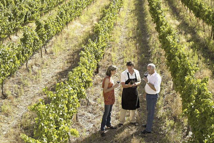 Go behind the scenes and discover the secrets of Barossa winemaking from vineyard to bottle