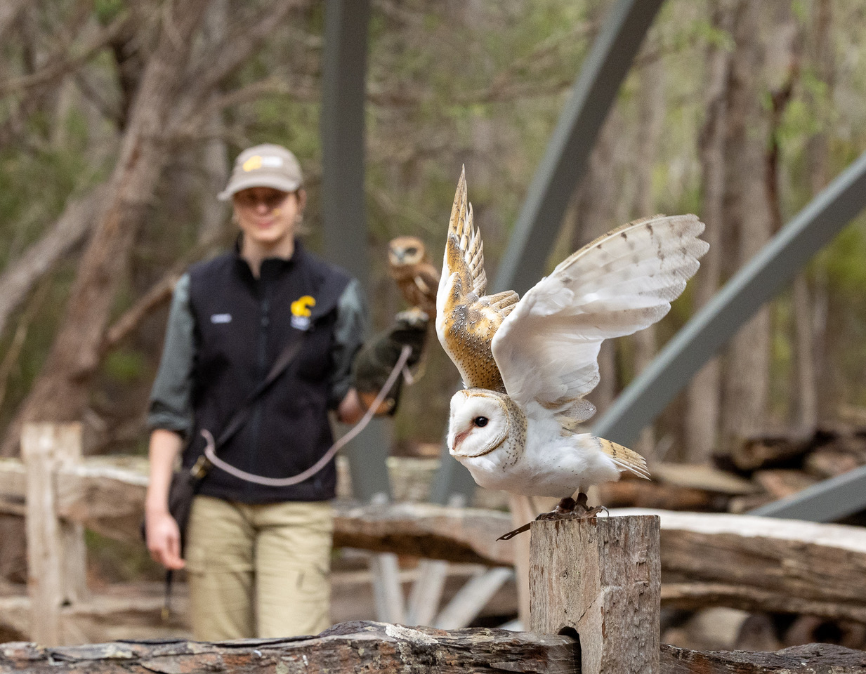 Bird of Prey Encounters and Forest Walk - Photo 1 of 6