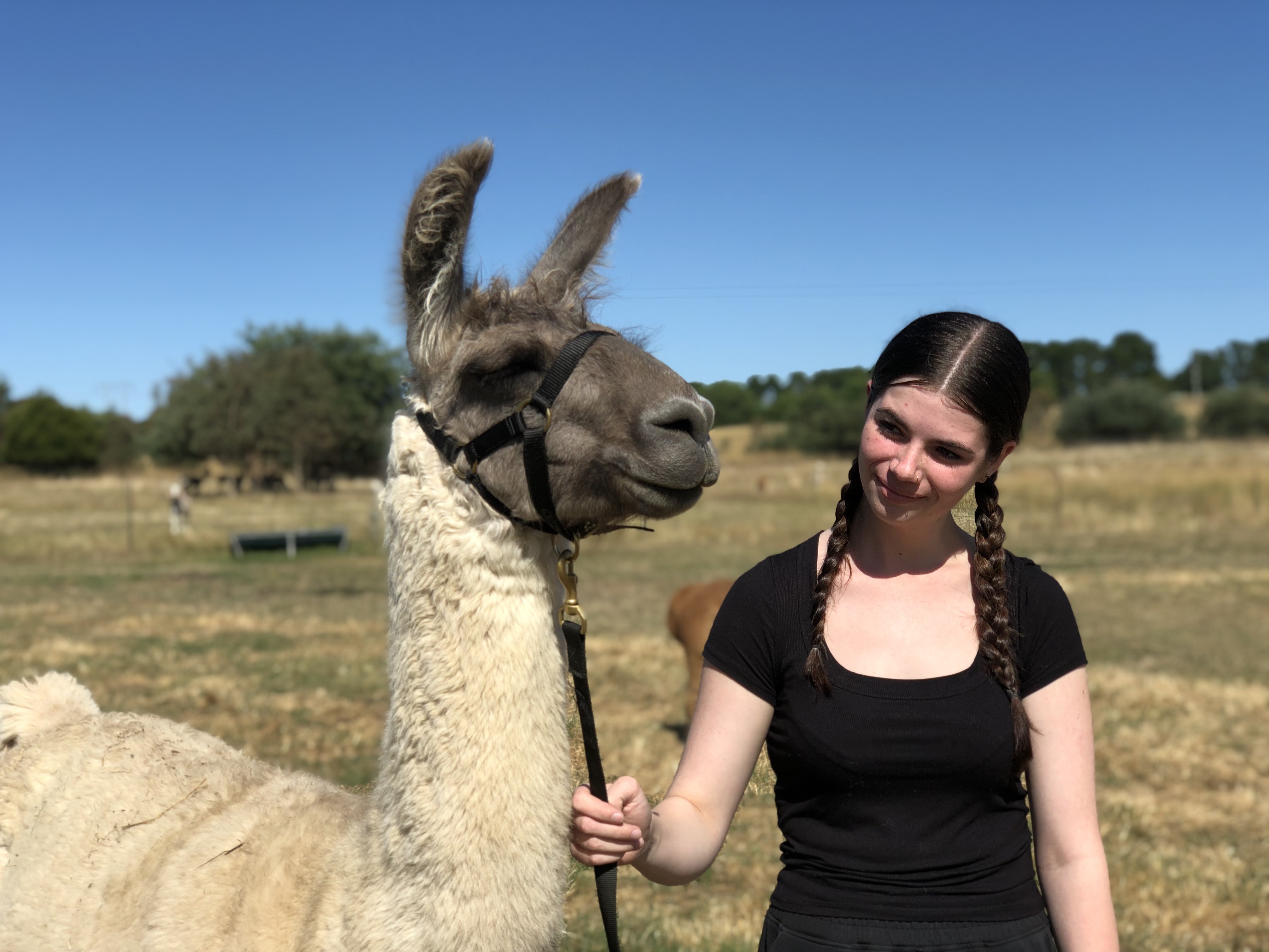 Blackwattle Alpacas: Alpaca & Llama Interactive Tour