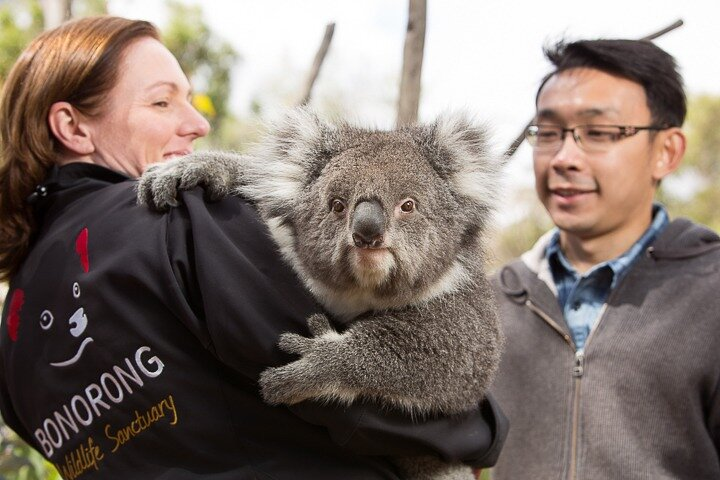 Meet a friendly Koala