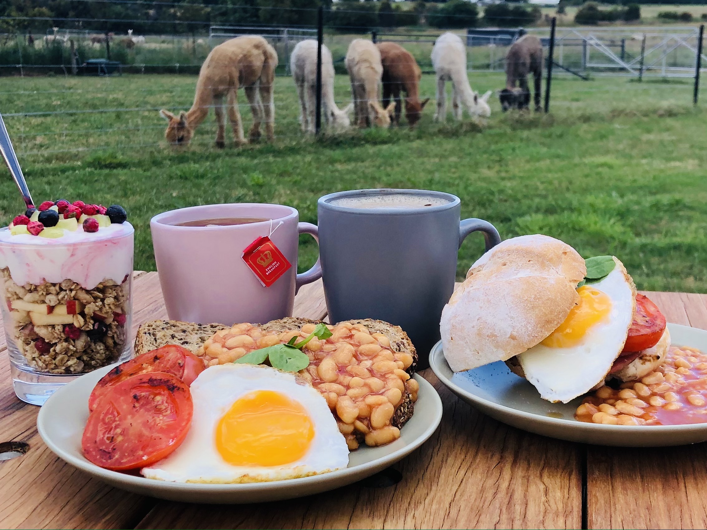 Brunch with a Bunch | Blackwattle Alpaca Farm