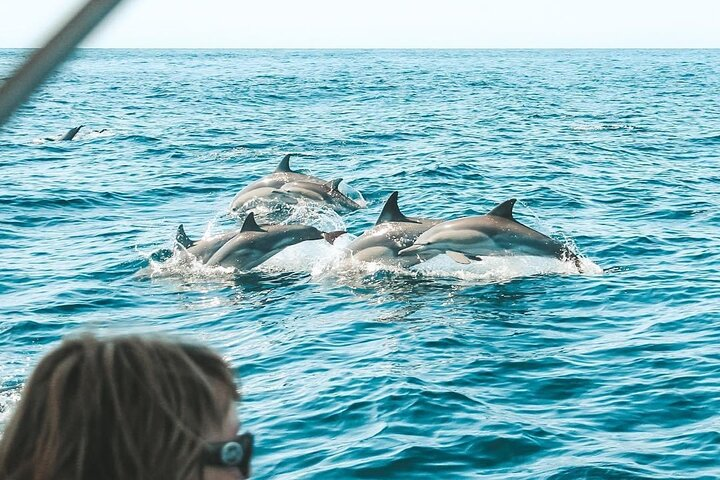 Byron Bay Dolphin Tour - Ocean Safari - Photo 1 of 10