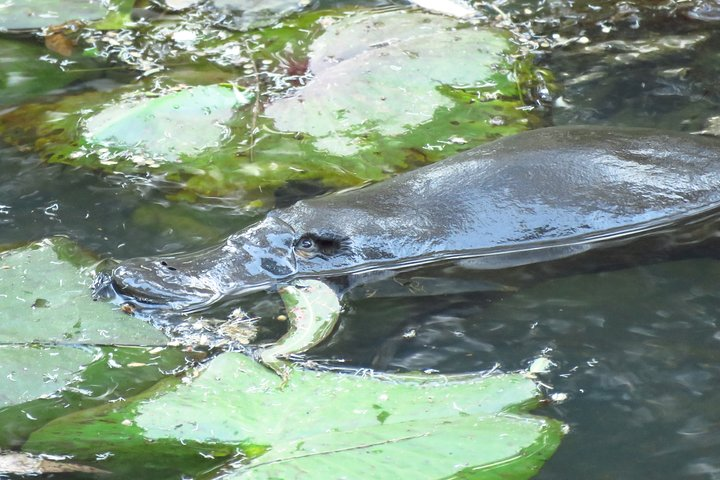 Platypus