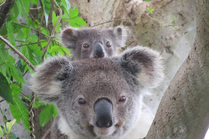 Koala with joey