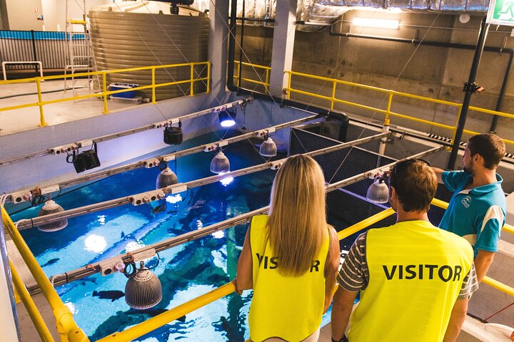 Cairns Aquarium Marine Life Encounter Ticket  - Photo 1 of 7