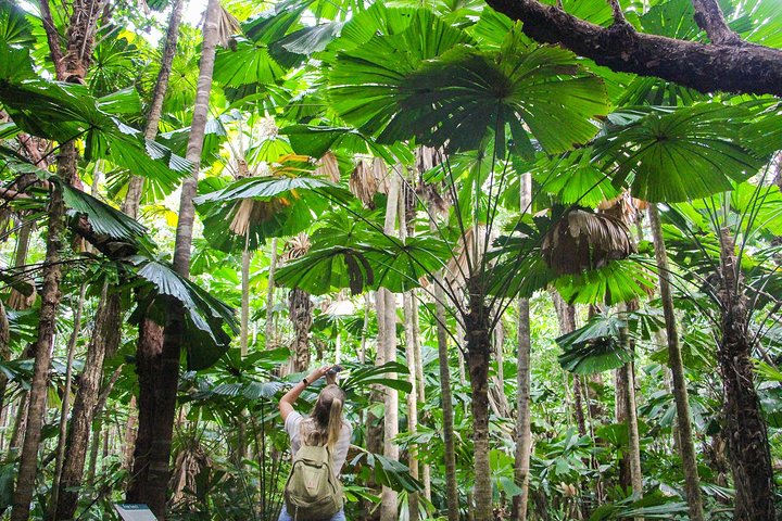 Daintree Rainforest Boardwalk