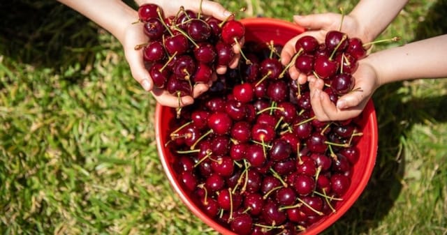  CherryHill Orchards: Cherry Picking at Coldstream - Photo 1 of 8