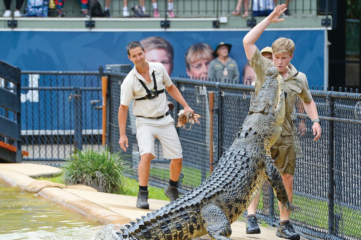 Croc Express to Australia Zoo departing Brisbane (Ticket and Transfers) - Photo 1 of 1