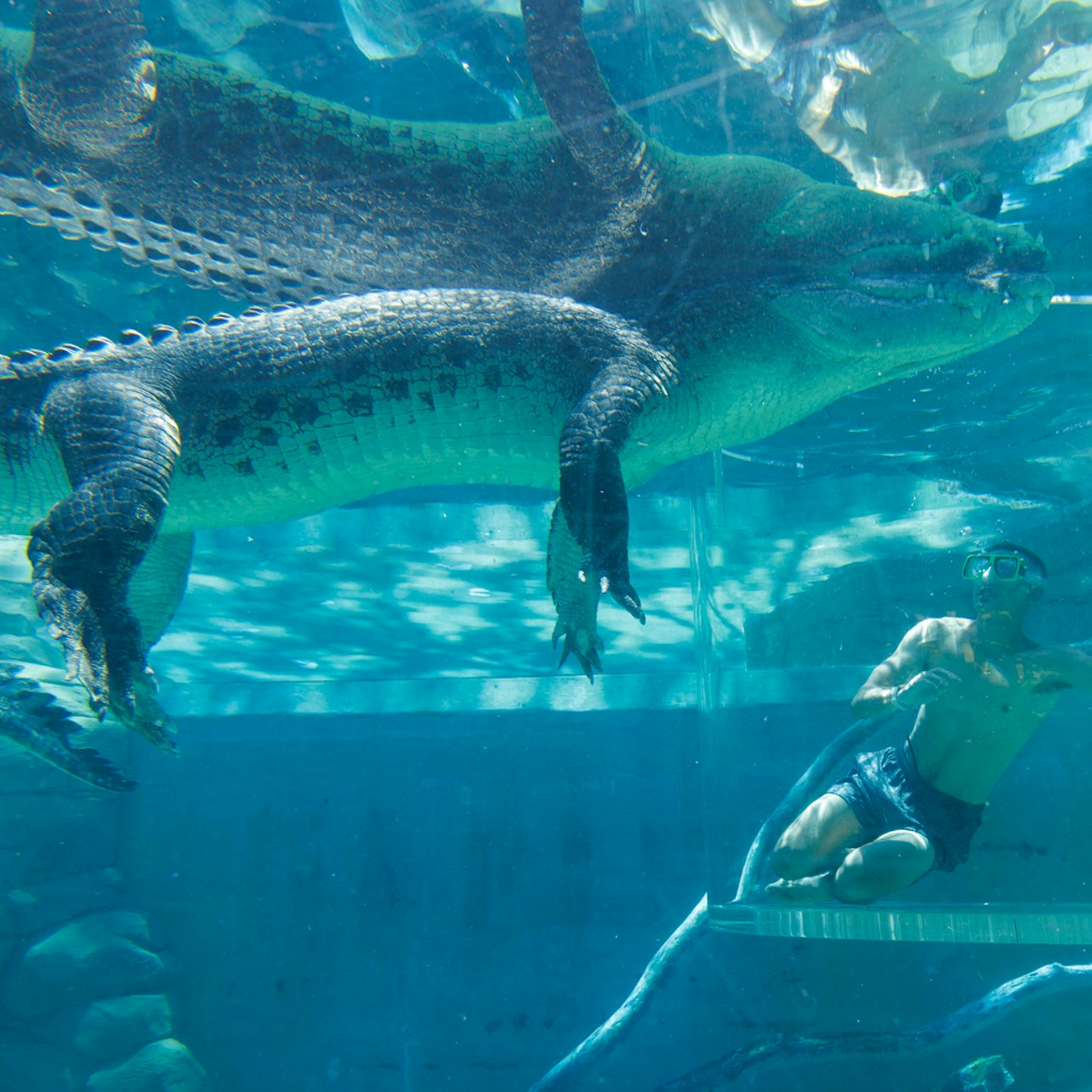 Crocosaurus Cove: Cage of Death Experience - Photo 1 of 6