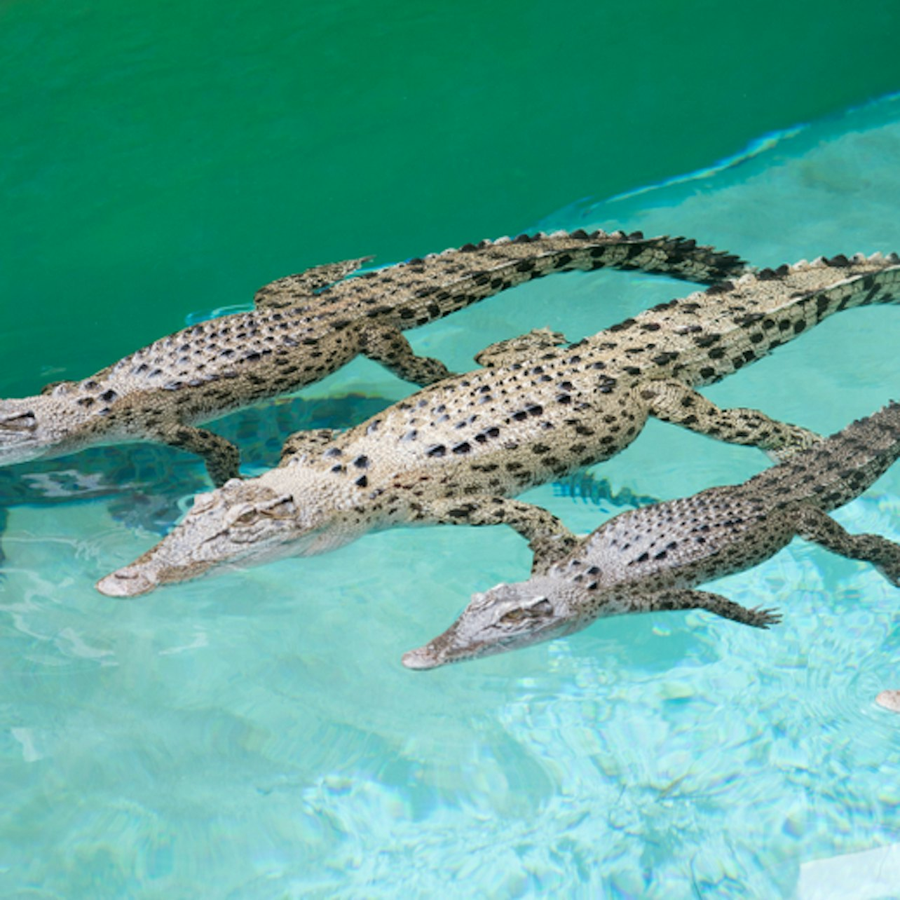 Crocosaurus Cove: Whipray Encounter - Photo 1 of 1