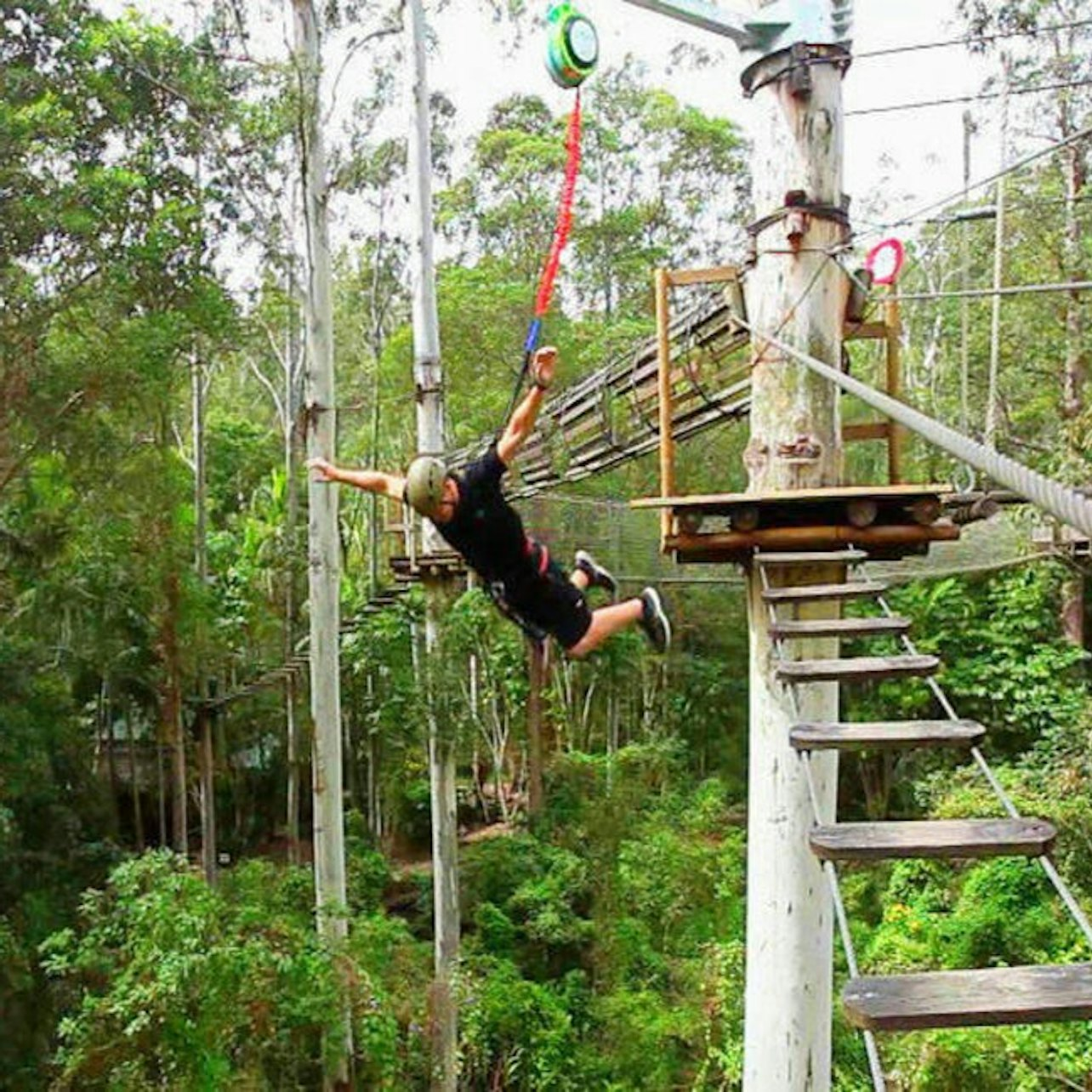 Currumbin Wildlife Sanctuary and TreeTop Challenge: Combo Ticket - Photo 1 of 5