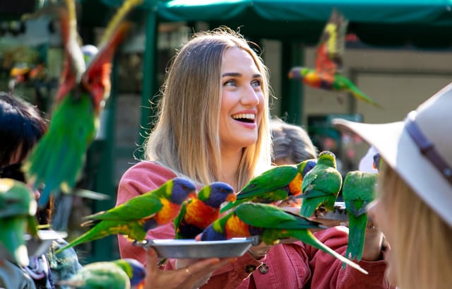 Lorikeet feed