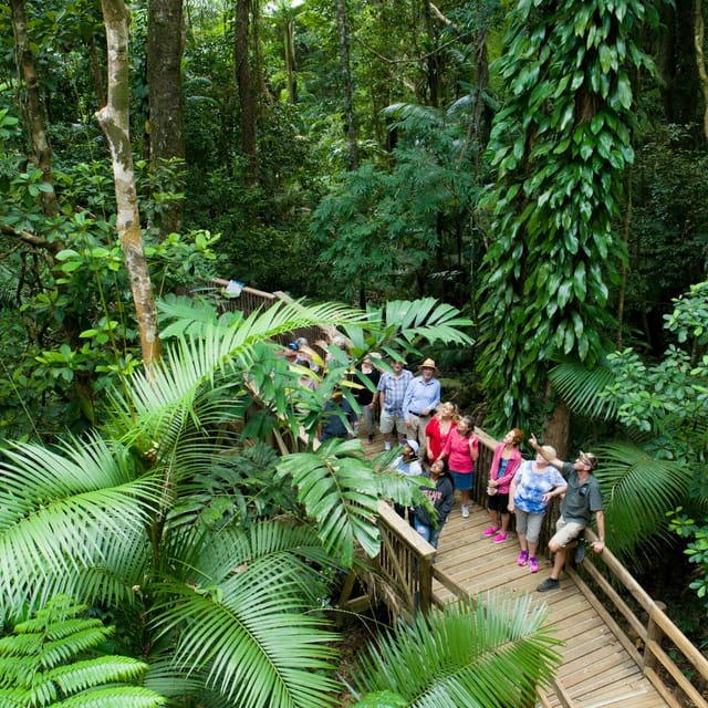 Daintree and Cape Tribulation Full-Day Tour - Photo 1 of 6