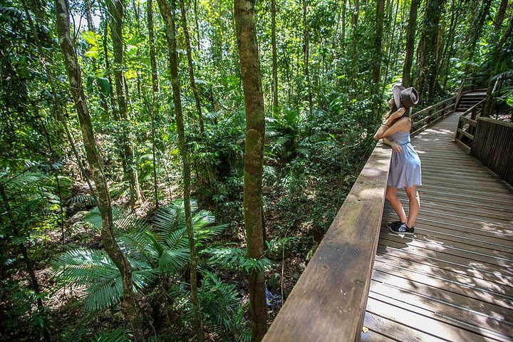 Guided boardwalk through the Daintree