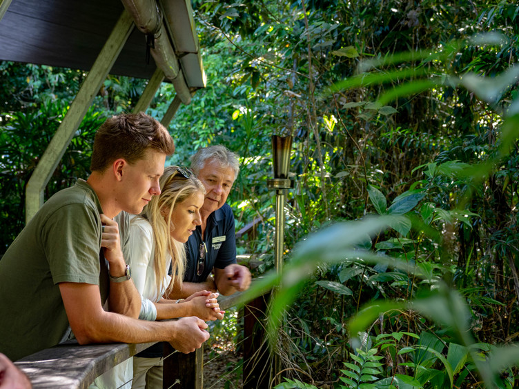 Tour Ngày Rừng Nhiệt Đới Daintree và Hẻm Núi Mossman - Photo 1 of 9