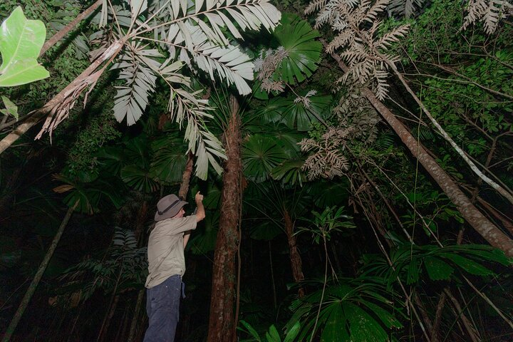 Daintree Rainforest Night Walk in Cape Tribulation  - Photo 1 of 6