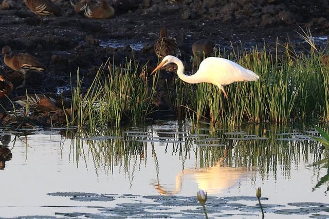 Darwin: Evening tour to Fogg Dam Wetlands and Humpty Doo Hotel - Photo 1 of 17