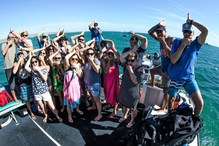 Deluxe Mega Fauna Humpback or Whaleshark Swim Ningaloo Reef - Photo 1 of 7