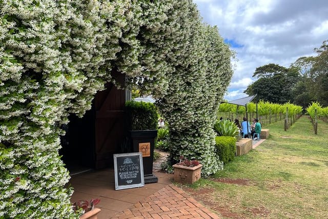 Jasmin Vines in full bloom