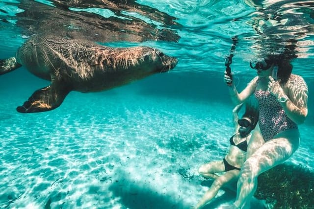 Dolphin and Sealion, Seafood Snorkel Adventure - Photo 1 of 7