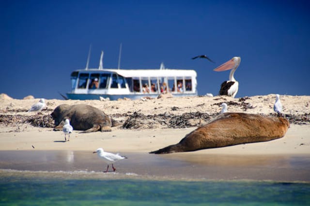 dolphin-sea-lion-penguin-island-cruise-agent_1