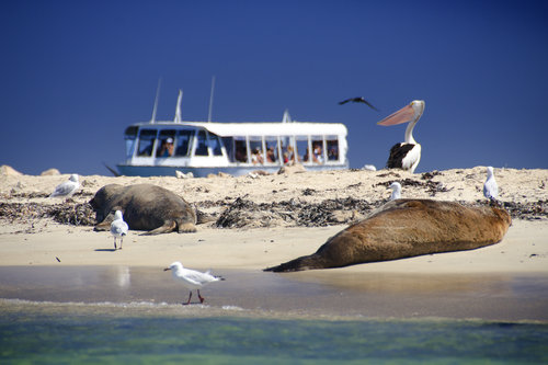 Dolphin, Penguin and Sea Lion Cruise - Photo 1 of 12