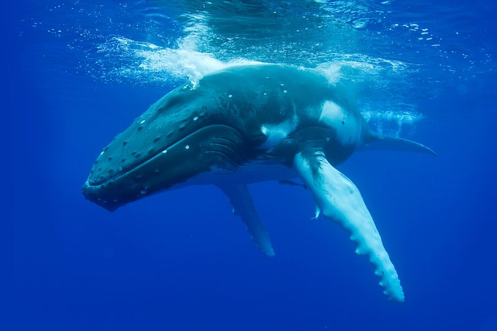 Majestic Humpback