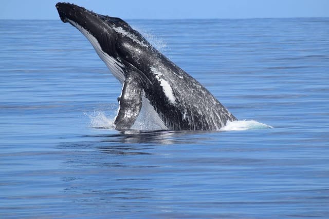 Dunsborough Whale Watching - Photo 1 of 7