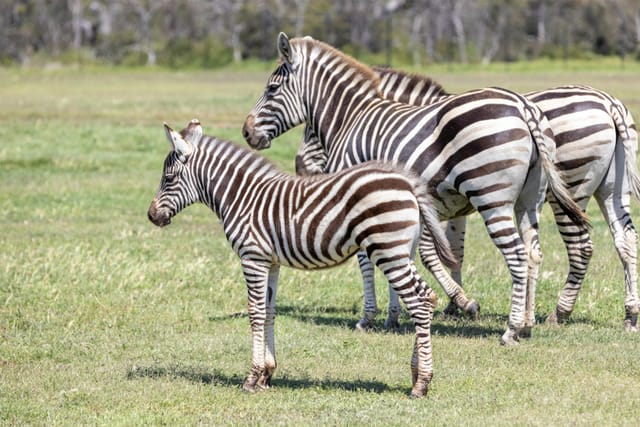 Early Morning Savannah at Werribee Open Range Zoo (incl Admission) - Photo 1 of 5