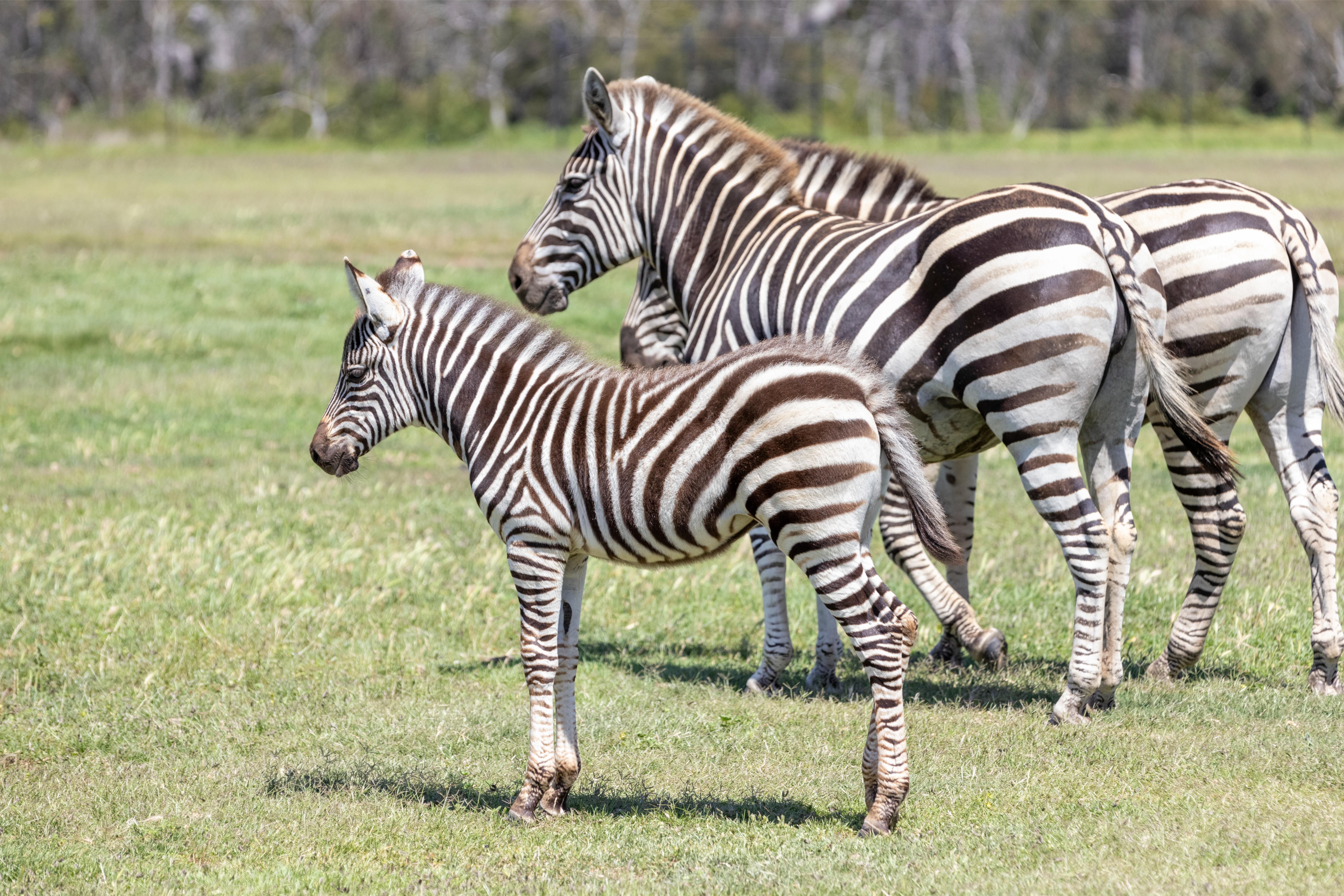 Early Morning Savannah at Werribee Open Range Zoo (incl Admission) - Photo 1 of 5