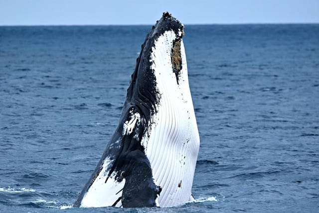 Whale Watch Western Australia