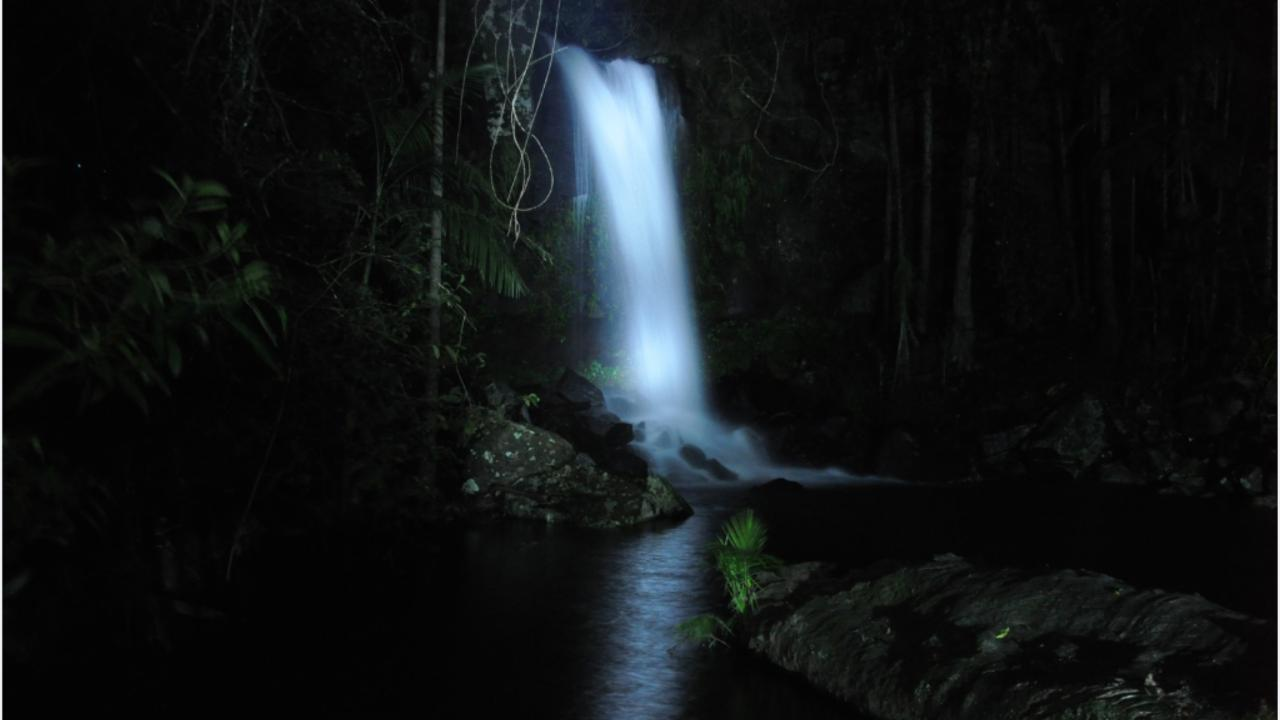 Evening Rainforest & Glow Worm Experience - Photo 1 of 6